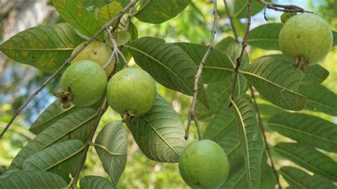 Rboles Frutales Que Puedes Plantar En Tu Huerto O Jard N Durante