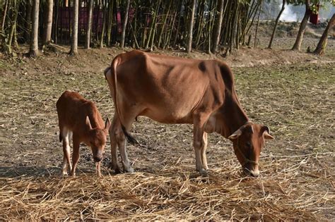 Premium Photo | Cow and calf eating grass on the field