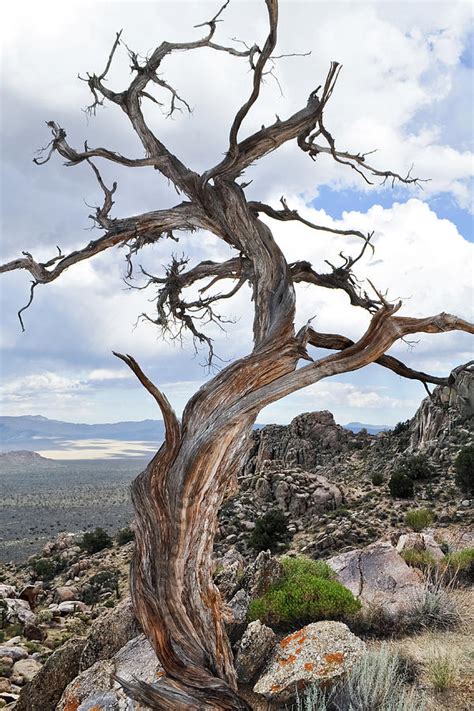 Twisted Mojave Tree Photograph By Kyle Hanson Pixels