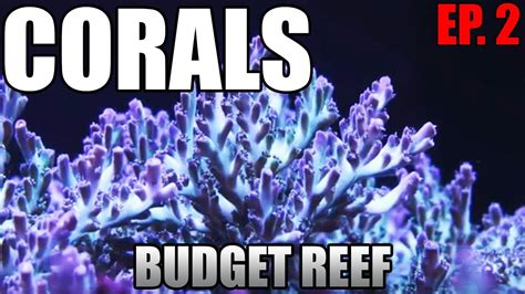 Corals What Are They Sps Lps Soft Corals Budget Reef Tank Youtube