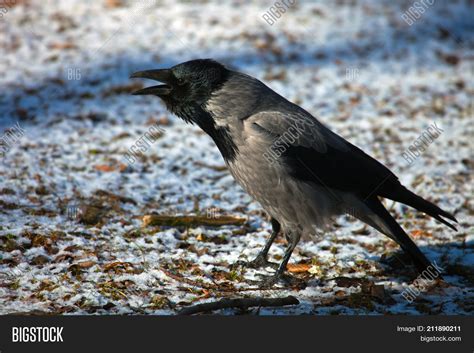 Grey Crow Sits Open Image And Photo Free Trial Bigstock