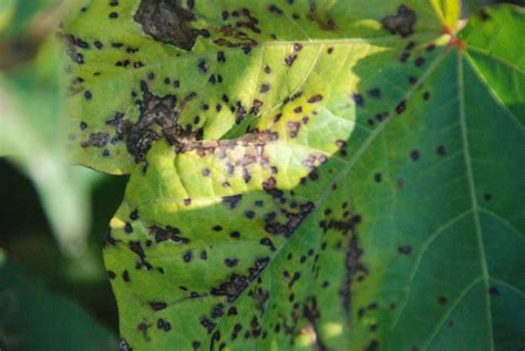 caution  infamous leaf blight corrie maccoll limited rubber