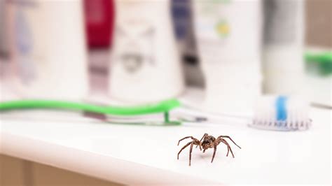 How To Get Rid Of Spiders And Keep Them Out Of Your Home Toms Guide