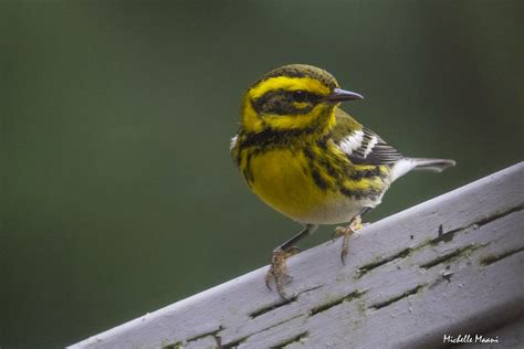 Townsend S Warbler Cropped Photo The Townsend S Warbler W Flickr