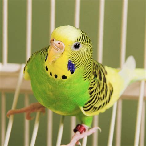 Parakeets Ultimate Guide For The Smallest Parrots