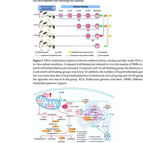 Dna Methylation Regulates Gene Expression During Spermatogenesis And