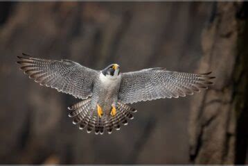 Acadia National Park Wildlife: 13 Top Animals To Spot - National Parks Mom