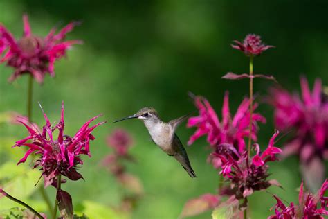 Hummingbird Garden Design