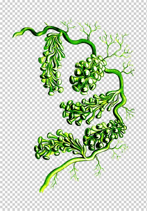 Planta Hoja Planta Vascular Vegetal Arte Lineal Tallo De La Planta Png