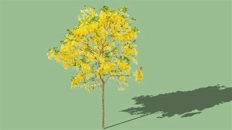 Cassia Fistula Golden Shower Tree 3D Warehouse