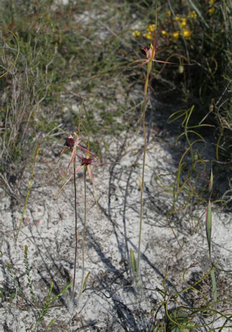 Caladenia Huegelii Thinicola Grand And Scott River Spider Orchids