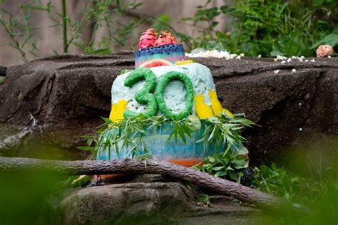 Photos Jomo The Silverback Gorilla Turns 30 At Cincinnati Zoo