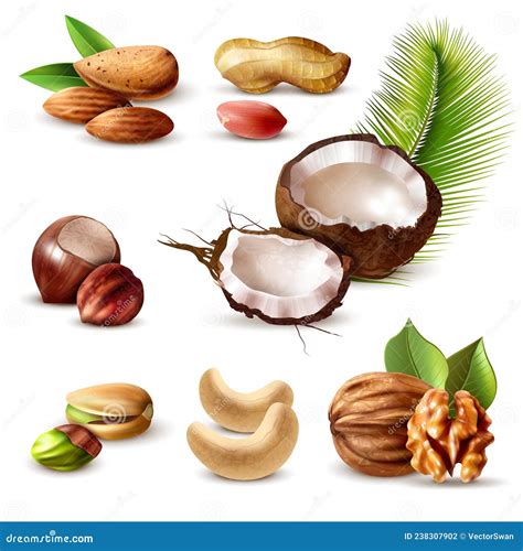 Nuts Realistic Set Stock Vector Illustration Of Nutshell 238307902