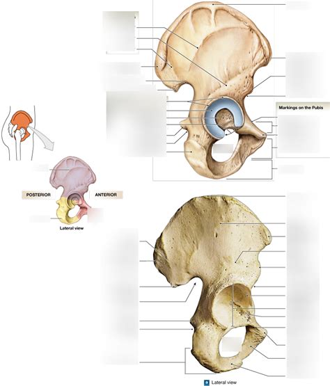 Pelvic Girdle Lateral View Diagram Quizlet