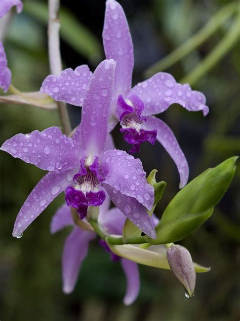 Laelia Gouldiana Orchid Species Orchids Orchid Show Orchid Flower