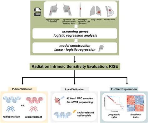 开发和验证放射敏感性模型以评估泛癌放射治疗的益处cancer Science X Mol