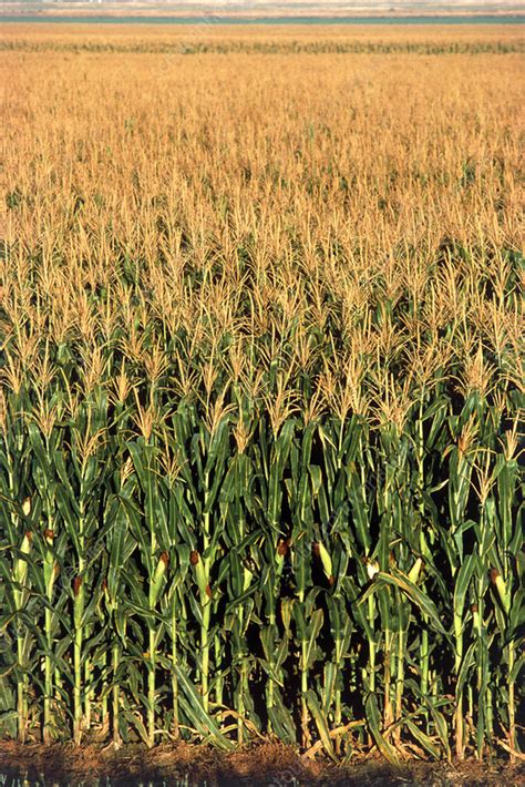 Maize Field Stock Image E Science Photo Library