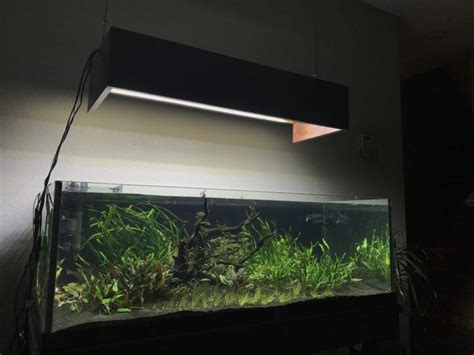 Beginners Guide To Setting Up Of A Gallon Aquarium Fishxperts