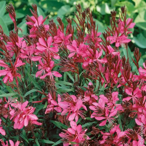 Quand Tailler Les Gauras Agencement De Jardin Aux Meilleurs Prix