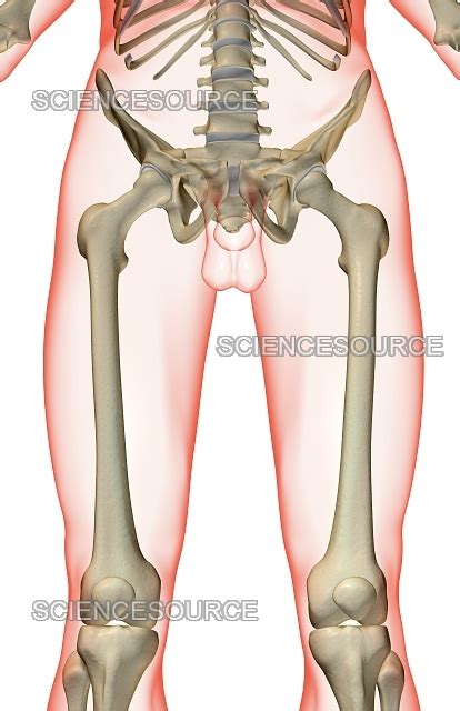 Photograph The Bones Of The Lower Limb Science Source Images