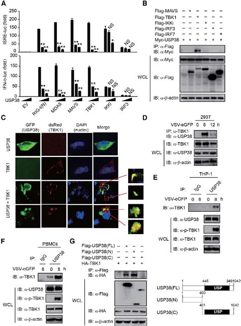 Figure 3 From Usp38 Inhibits Type I Interferon Signaling By Editing