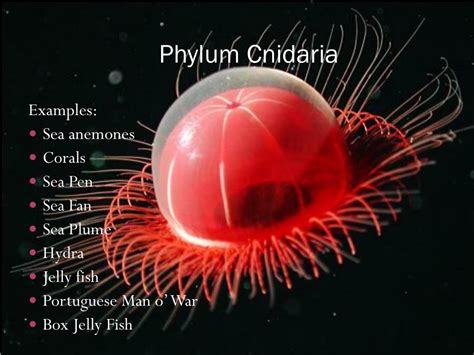 Phylum Cnidaria Important Facts