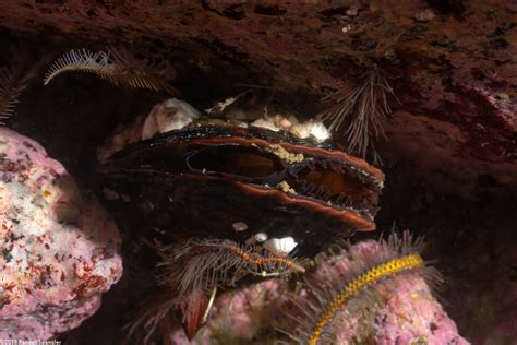 Mediterranean Mussel Mytilus Galloprovincialis Spanglers Scuba