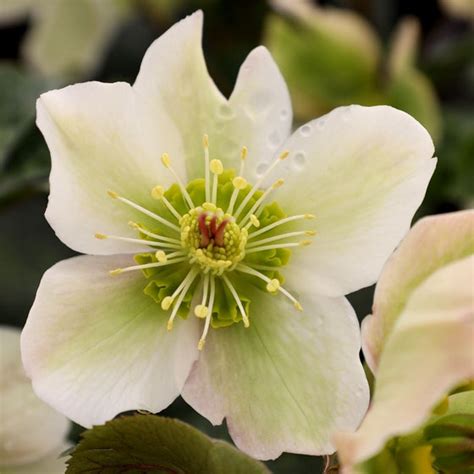 Buy Helleborus Mollys White Plants Online Garden Goods Direct