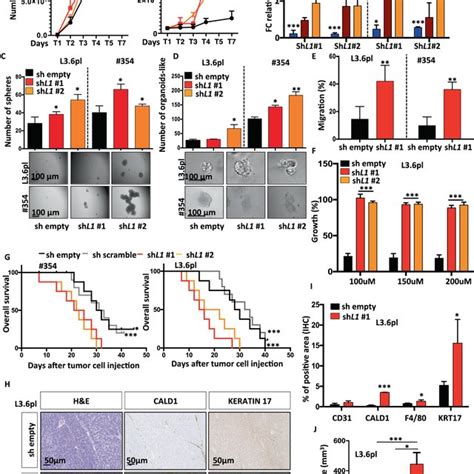 Knockdown Of L Cam Promotes Stemness In Pdac Cells A Cell Expansion