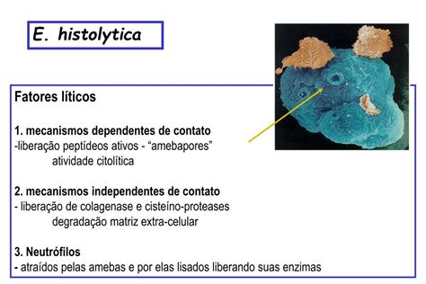 Ppt Amebíase Entamoeba Histolytica Powerpoint Presentation Free Download Id5487412