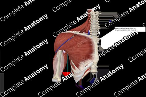 Pectoralis Major Muscle | Complete Anatomy