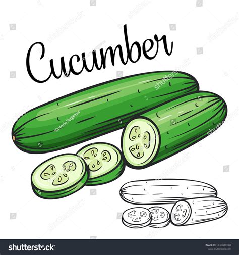 Cucumber Vector