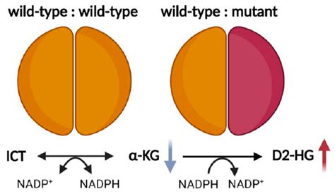 Cancers Free Full Text Mutant Idh In Gliomas Role In Cancer And Treatment Options