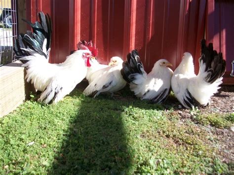 Black Tail Buff Japanese Bantam