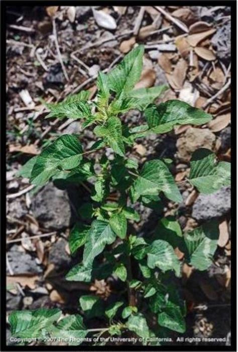 Amaranthus spinosus (spiny amaranth): Go Botany