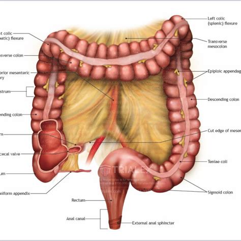 Colon Anatomie Colon Large Intestine Male Anatomy Of Human Organs