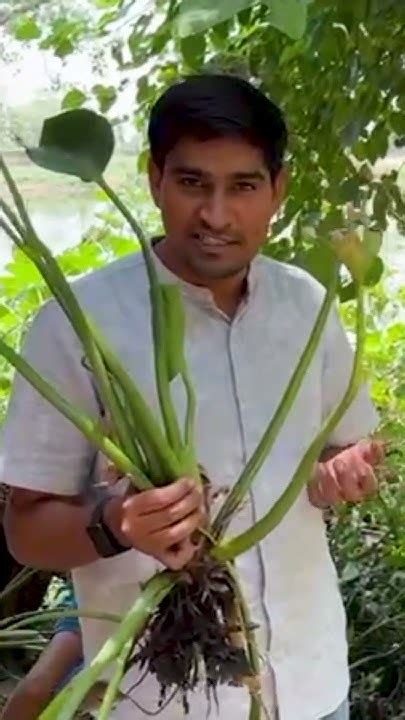 The Hidden Threat Water Hyacinths Impact On Aquatic Life Pondman