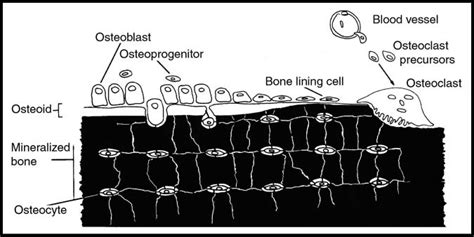 The origins and locations of bone cells. Reproduced with permission of... | Download Scientific ...