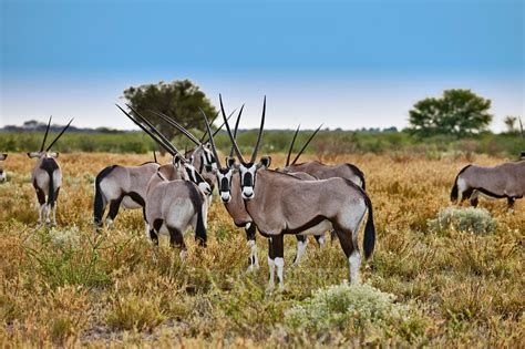 travel4pictures | Gemsbok, CKGR