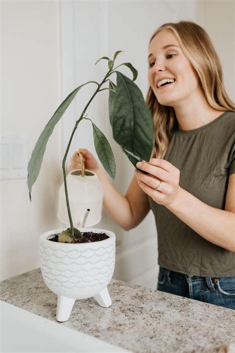 Can You Grow Avocados Indoors Yes Here S How To Do It