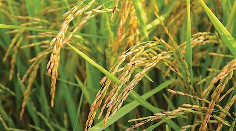 A Plan To Improve Rice Yields The Statesman