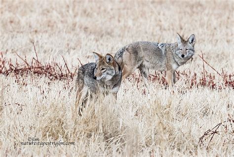 Coyotes From Bosque These Two Were Male And Female And Wer Flickr