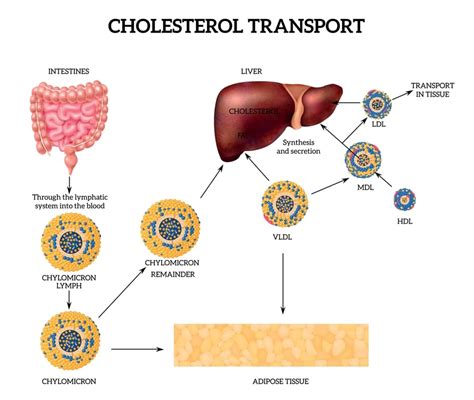 Sintesi Del Colesterolo Biosintesi Del Colesterolo