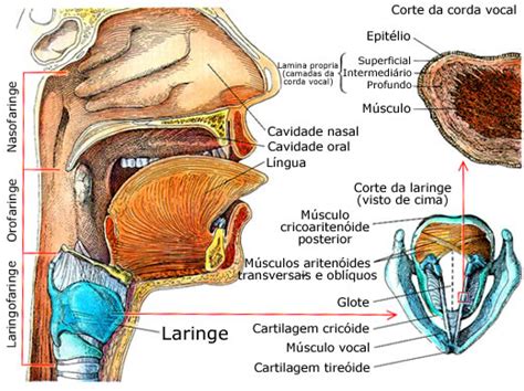 Laringe Anatomia Humana InfoEscola