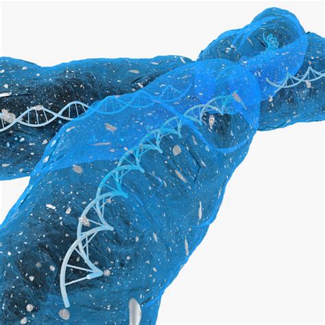 3d chromosome