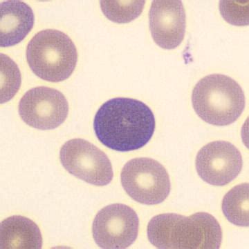 monocyte cellwiki