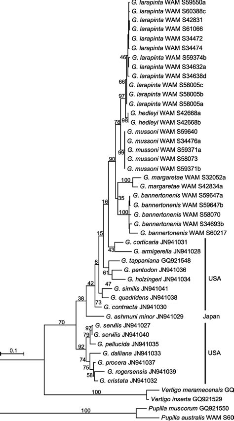 Maximum Likelihood Phylogram For 16S Based On Analysis Of 26 New