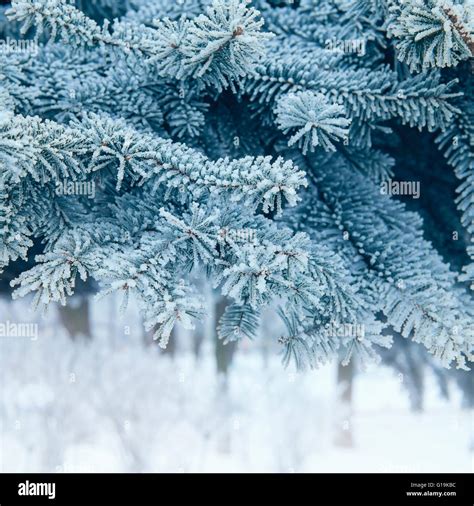 Christmas tree background snowy Stock Photo - Alamy