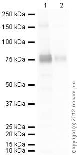 Anti Cox Cyclooxygenase Ab