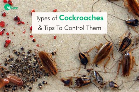 Different Types Of Cockroaches And How To Get Rid Of Them Hicare